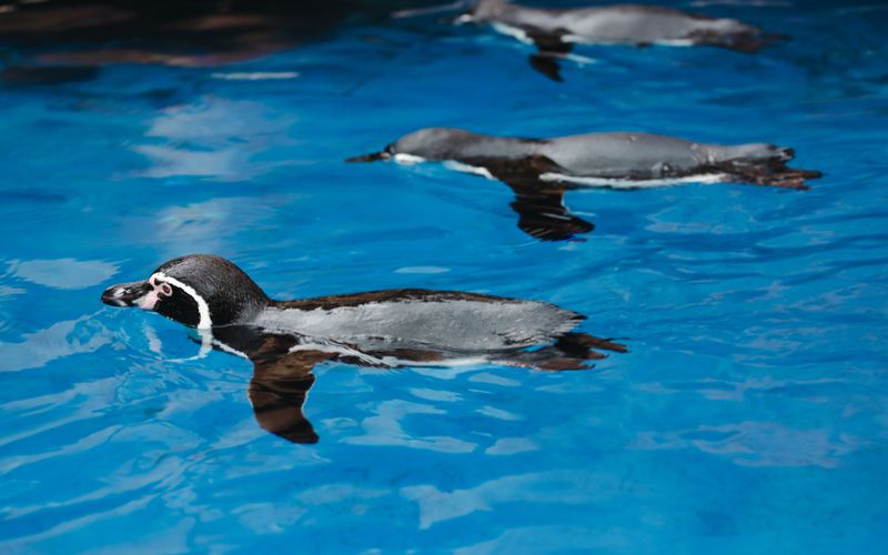 Featured image for “12 SEO After Penguin Strategies That Actually Work”: SEO After Penguin