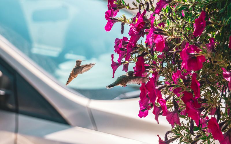 Featured image for “Mastering SEO After Hummingbird: A Marketer's Playbook”: SEO After Hummingbird