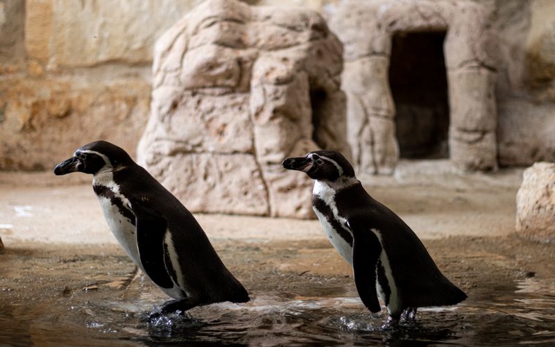 Featured image for “The State of SEO After Penguin in 2012”: SEO After Penguin
